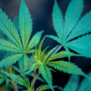 Horchata Baby Jeeter